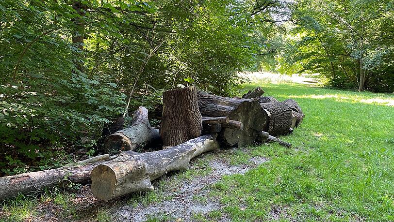 Auch diesen Totholzhaufen haben die Naturschützer extra im Fledermauspark aufgetürmt. Auch diesen Totholzhaufen haben die Naturschützer extra im Fledermauspark aufgetürmt.