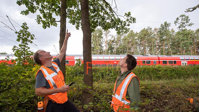 Umgestürzte Bäume verursachen auf Bahngleisen oft Probleme. (Symbolbild) Umgestürzte Bäume verursachen auf Bahngleisen oft Probleme. (Symbolbild)