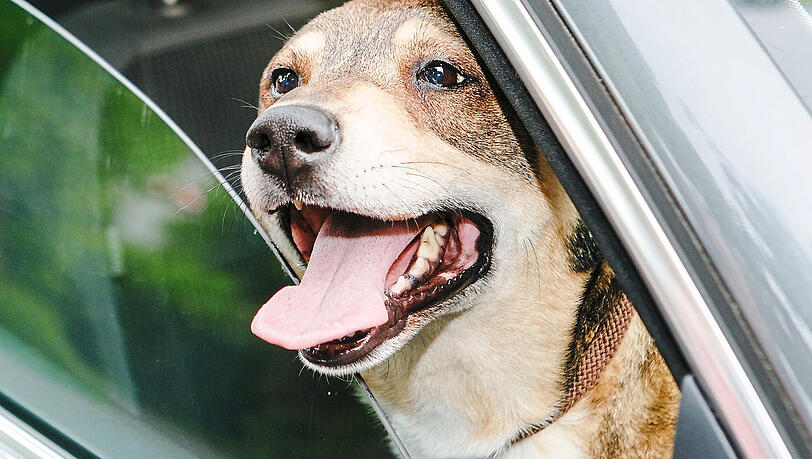 Hunde können Hitze durch Hecheln nicht kompensieren.