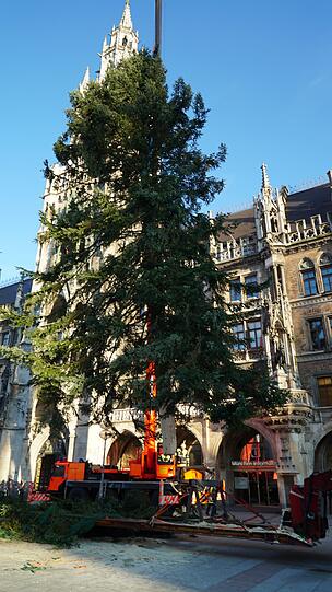 Stück für Stück wird der Mega-Baum aufgerichtet.