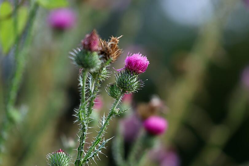 Filigranes Kunstwerk, diese Distel.