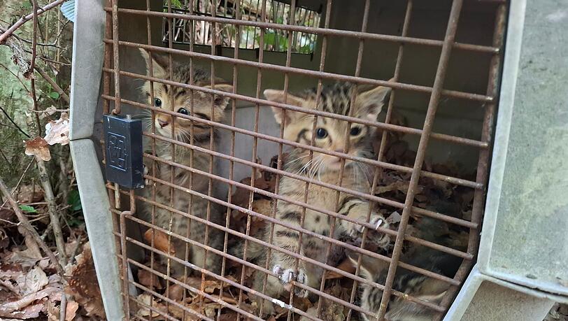 Auch wenn es zunächst so wirkt - das sind keine kleinen Hauskatzen. Sondern Wildkatzen. Auch wenn es zunächst so wirkt - das sind keine kleinen Hauskatzen. Sondern Wildkatzen.