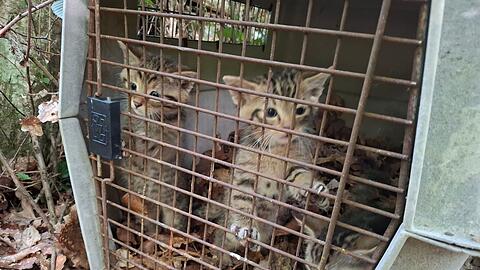 Auch wenn es zun&auml;chst so wirkt - das sind keine kleinen Hauskatzen. Sondern Wildkatzen.