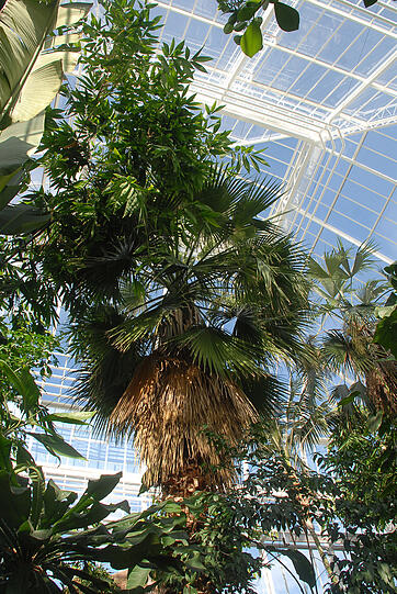 Die Schaugewächshäuser im Botanischen Garten sind wieder fürs Publikum geöffnet - jetzt mit besonders heller Kuppel im Palmenhaus.