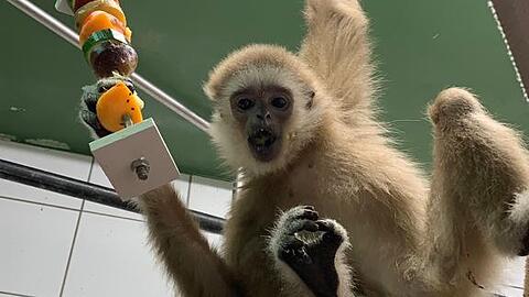 Gibbonmännchen "Jimmy" wurde aus nicht artgerechter privater Tierhaltung befreit und sucht jetzt ein neues Zuhause.