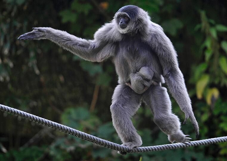 Silbergibbon-Mama Pangrango mit ihrem Baby