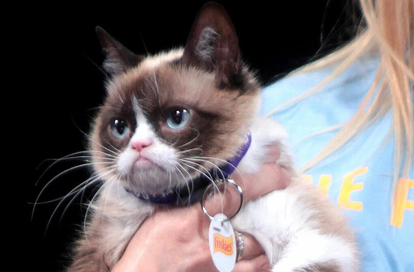 Permanent schlecht gelaunt: "Grumpy Cat" wird zum TV-Star