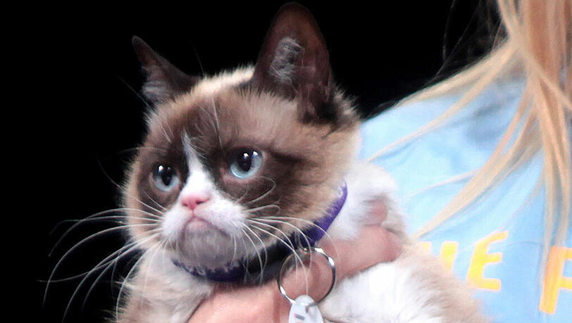 Permanent schlecht gelaunt: "Grumpy Cat" wird zum TV-Star Permanent schlecht gelaunt: "Grumpy Cat" wird zum TV-Star