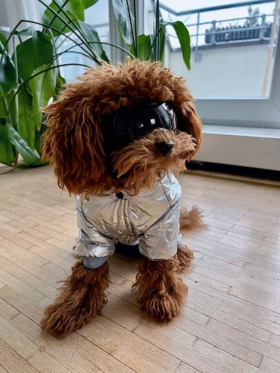 Merlin ist ein wahrer kleiner Zauberer, unserer lebendiger kleiner Teddy, der unglaublich toll Traurigkeit & Einsamkeit wegzaubern bzw. wegkuscheln kann. Und er ist überall mit dabei - selbst auf Skiern ist er überall der Superstar.