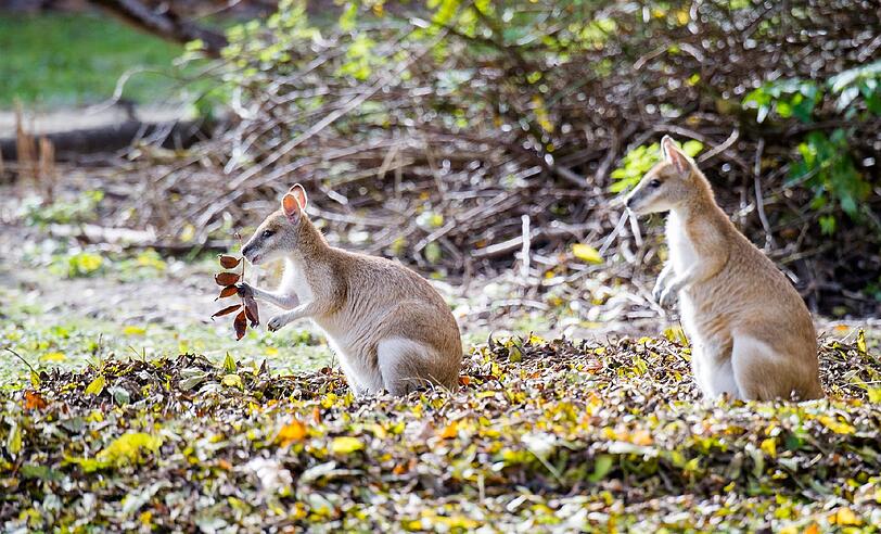 Auch die Flinkwallabys haben Spaß im Herbstlaub.