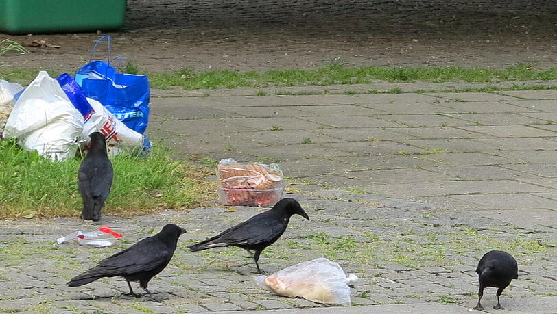 Den Neuperlacher Krähen schmeckt's. Den Neuperlacher Krähen schmeckt's.