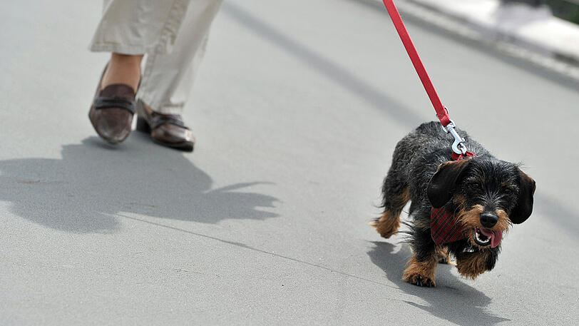 Ein Radfahrer bringt eine Hundehalterin zu Fall, weil er die Leine übersieht