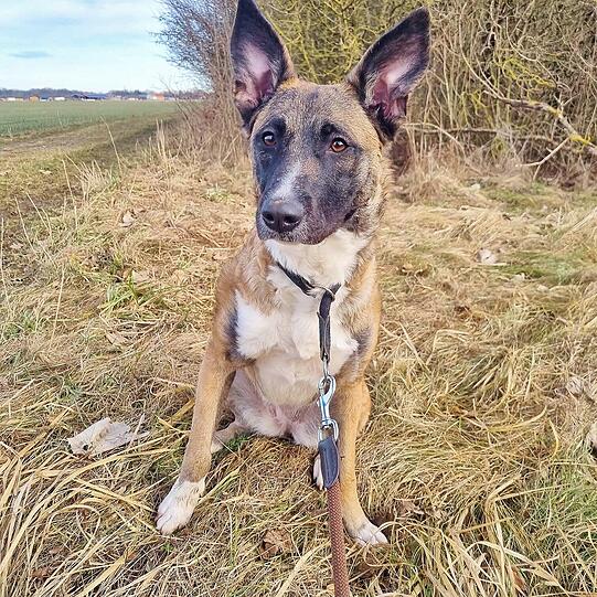 Kiana (circa 1) ist eine aktive und quirlige Hündin. Für sie werden Menschen mit Erfahrung in der Haltung von Malinois gesucht. Sie benötigt sowohl geistige als auch körperliche Auslastung sowie Ruhephasen. Der verschmuste Jungspund muss zudem noch viel lernen.