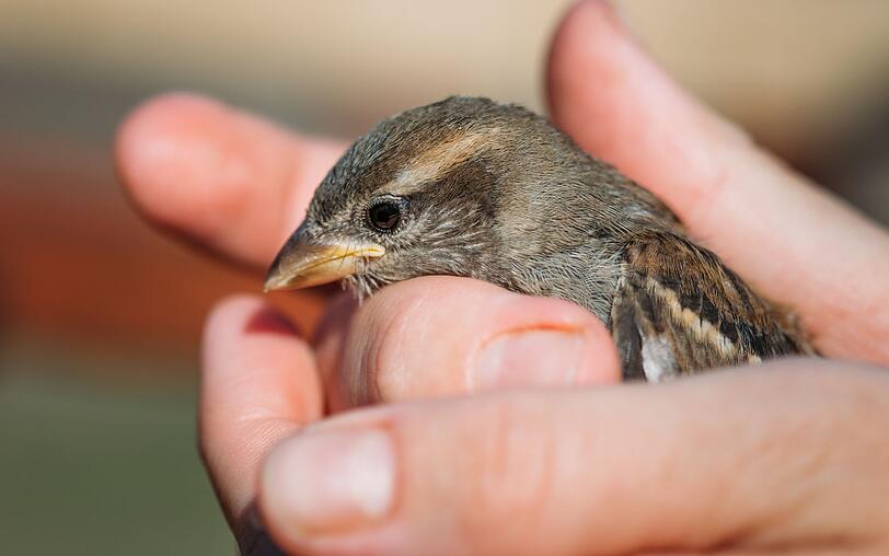 "Der Spatz in der Hand ist besser als die Taube auf dem Dach", trösten wir uns, wenn etwas vermeintlich Befriedigenderes außer Reichweite zu sein scheint und wir uns mit einer kleineren Portion zufriedengeben. Mit dieser Ansicht sind deutsche Muttersprachler nicht alleine. In anderen Sprachen existiert die Weisheit ebenfalls, nur mit anderen Vogelarten. "Der Spatz in der Hand ist besser als die Taube auf dem Dach", trösten wir uns, wenn etwas vermeintlich Befriedigenderes außer Reichweite zu sein scheint und wir uns mit einer kleineren Portion zufriedengeben. Mit dieser Ansicht sind deutsche Muttersprachler nicht alleine. In anderen Sprachen existiert die Weisheit ebenfalls, nur mit anderen Vogelarten.