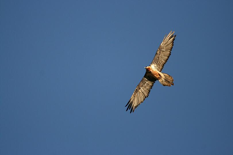 Majestätisch: Mit einer Flügelspannweite von bis zu drei Metern ist der Bartgeier der größte Greifvogel Europas.