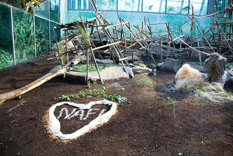 Weitere Bilder aus dem Gorilla-Gehege nach der Taufe.