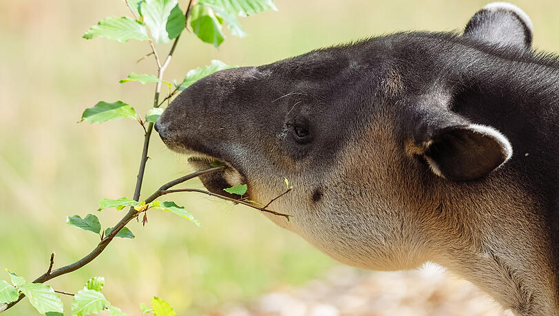Mateo, seines Zeichens mittelamerikanischer Tapir, gew&ouml;hnt sich an seine neue Umgebung.