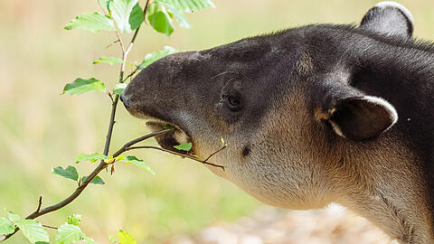 Mateo, seines Zeichens mittelamerikanischer Tapir, gew&ouml;hnt sich an seine neue Umgebung.
