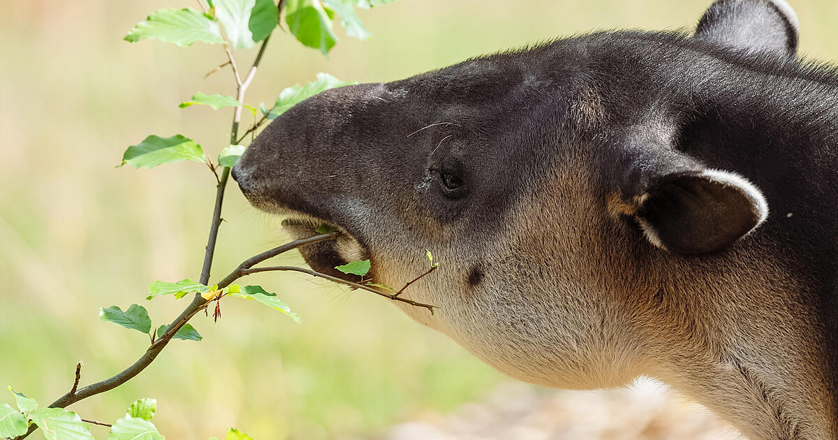 So schee: Goldener Herbst im Tierpark Hellabrunn