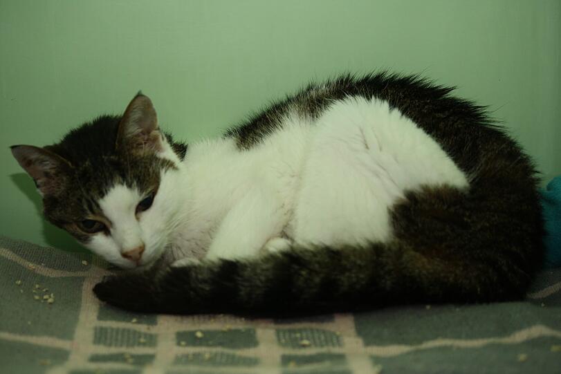 Alice, geboren circa 2000, gefunden im Landkreis München (Haar) am 05. Juni 2015, sehr mager.