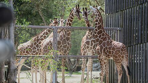 Beschnupperten sich schon neugierig: Giraffe Zawadi und ihre Mitbewohnerinnen.