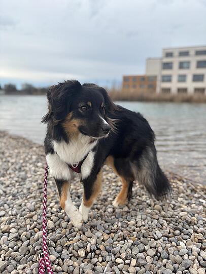 Sammy: Ist die zutraulichste, freundlichste Hündin, die nur Streicheleinheiten sucht. Außerdem ist sie sehr schlau und kennt viele Ausdrücke und Tricks.