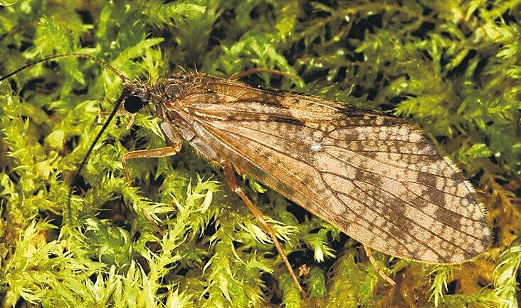 Insekt des Jahres 2013: Die gebänderte Flussköcherfliege (Rhyacophila fasciata).