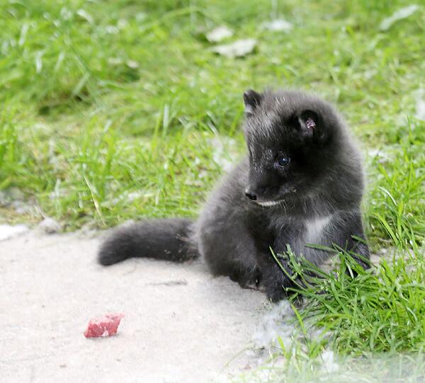 Derweil beäugt hier ein Polarfuchsbaby das kleine Stück Fleisch auf dem Boden.
