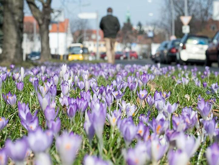Krokusse blühen auf einem Mittelstreifen in Berlin-Tempelhof.