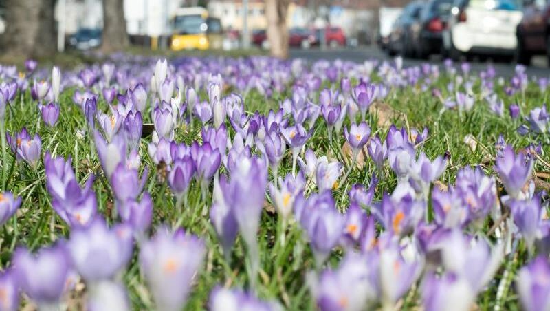 Krokusse blühen auf einem Mittelstreifen in Berlin-Tempelhof. Krokusse blühen auf einem Mittelstreifen in Berlin-Tempelhof.