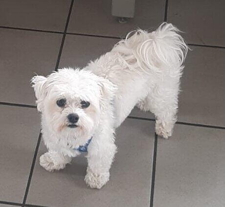 Ich heiße Charly und bin ein kleiner süßer Malteser meine Mami liebt und umsorgt mich sehr .Ich bin ein kuscheliger Malteser und Sitz, Platz und bei Fuß kann ich ganz toll werde dann auch belohnt von meiner Mami.