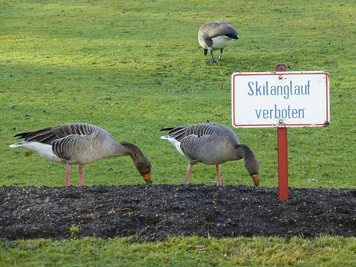 Gänse im Park (Archivbild)