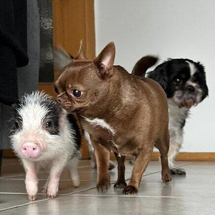 Minischwein  Frau Heinrich mit Hund Brony (Chihuahua)