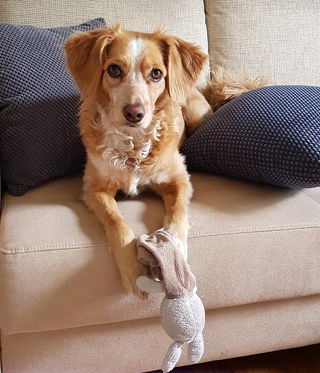 Phoebe
