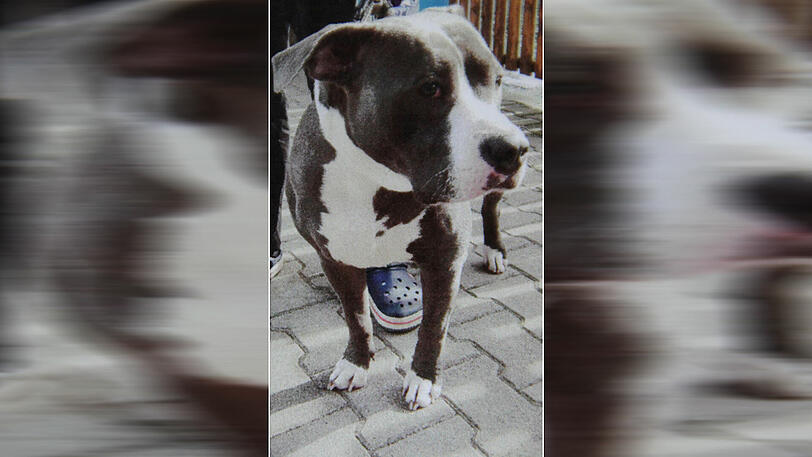 Ist Wowi ein verbotener Kategorie 1-Hund?