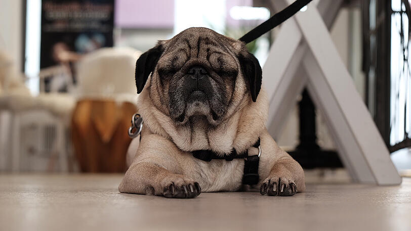 Mops Sir Henry gehört Uschi Ackermann, der Witwe von Gerd Käfer.