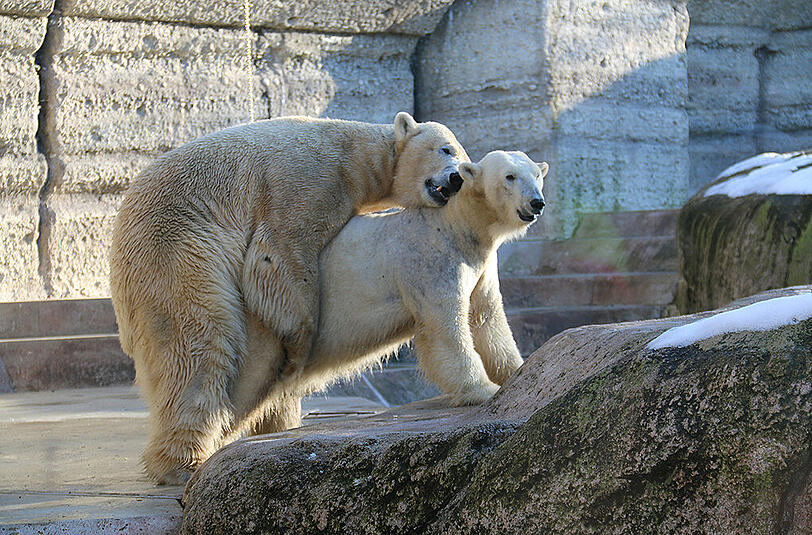 Ein amüsantes Foto von Familie Kaltschmid aus dem Tierpark Hellabrunn: Mit großer Freude haben wir vernommen, da es wieder einen Eisbärennachwuchs in Hellabrunn gibt. Als wir am 27.02.2016 in Hellbrunn waren, haben Yoghi und Giovanna schon fleißg geübt."