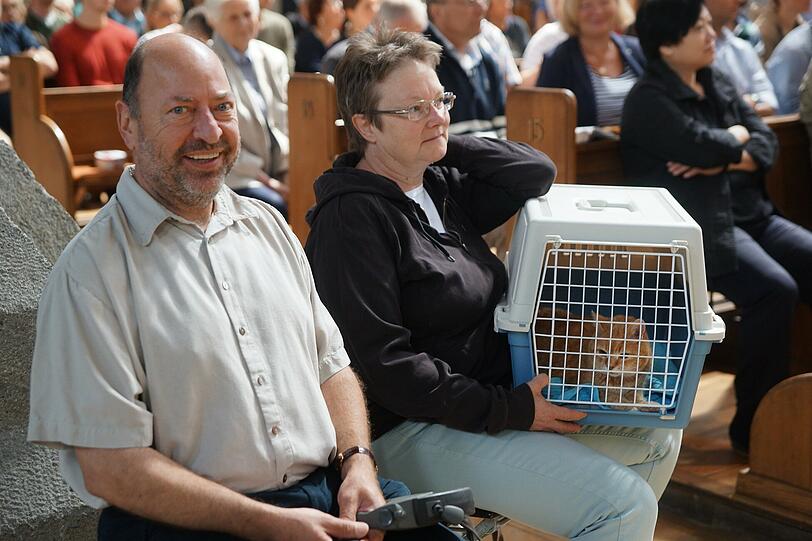Vom Käfig aus schaut sich eine getigerte Katze die Sache an.