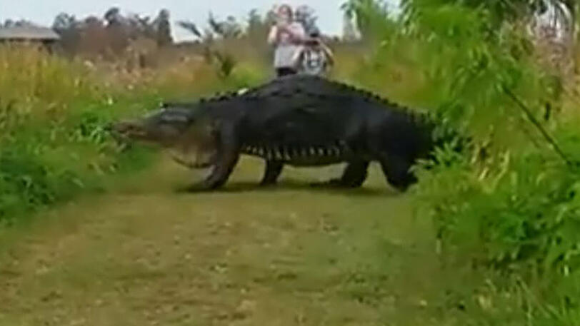 Dino auf Reisen - dieses Riesen-Krokodil schlendert durch Florida!
