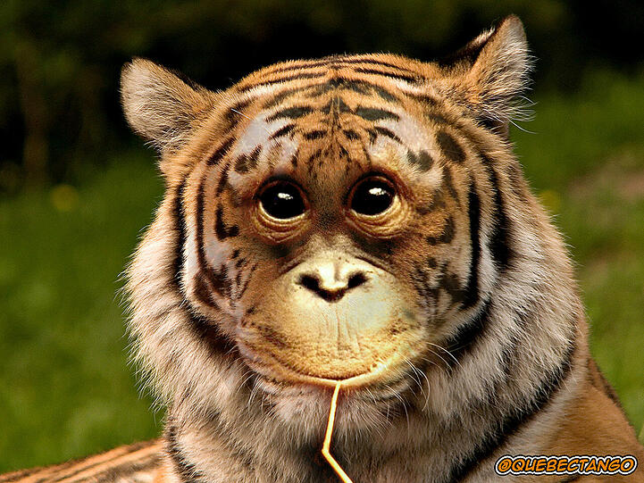 Die absolut verrückten Tierbilder von QuebecTango - Hier: ein Tigerutan - Mehr Bilder: www.q-target.co.uk