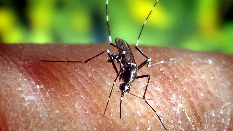 Eine Asiatische Tigermücke (Aedes albopictus), die Krankheiten übertragen kann, auf der menschlichen Hau Eine Asiatische Tigermücke (Aedes albopictus), die Krankheiten übertragen kann, auf der menschlichen Hau