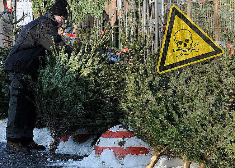 Jeder zweite Weihnachtsbaum ist mit Pestiziden belastet.