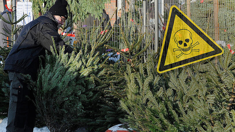 Jeder zweite Weihnachtsbaum ist mit Pestiziden belastet. Jeder zweite Weihnachtsbaum ist mit Pestiziden belastet.
