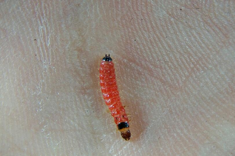 Das undatierte Bild zeigt die Larve eines Bienenkäfers (Trichodes apiarius, auch "Bienenwolf"), die auch als Vampirlarve bezeichnet wird.
