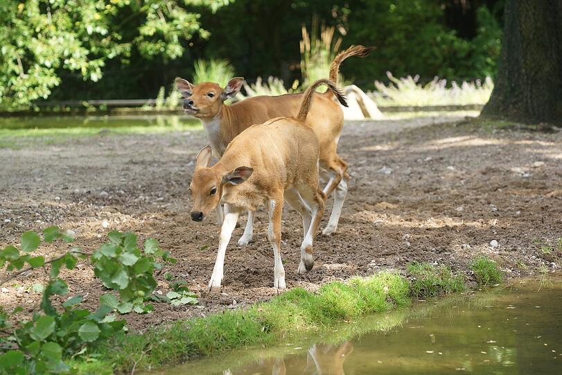 Die Banteng-Familie hat mit dem Nachwuchs jede Menge Trubel auf der Anlage. Sie niedlichen Bilder...