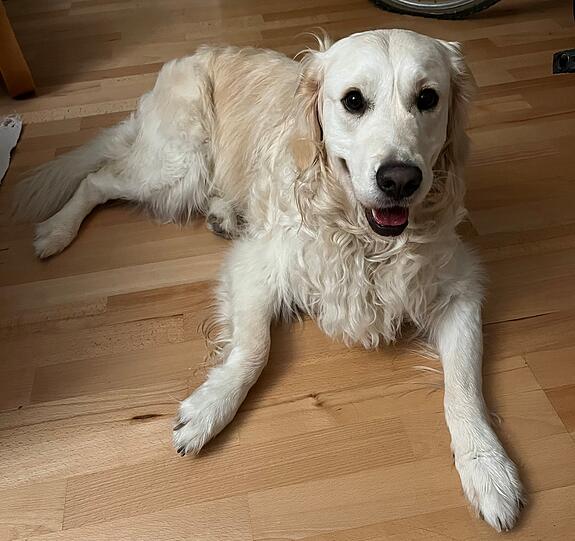 Nala