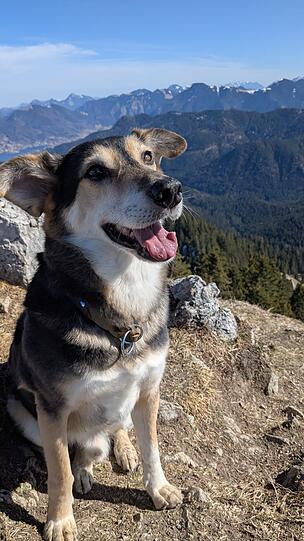 April: Von der Tötungsstation zum Liebling aller - egal ob der perfekte Bürohund mit dem wichtigen Job als Emotional Support, als Reisebegleiter und Wanderhund, Foto-Model-Talent und Trickhund - er hat sich in alle Herzen geschlichen und jeder ist beeindruckt davon wie lieb und ruhig er ist.