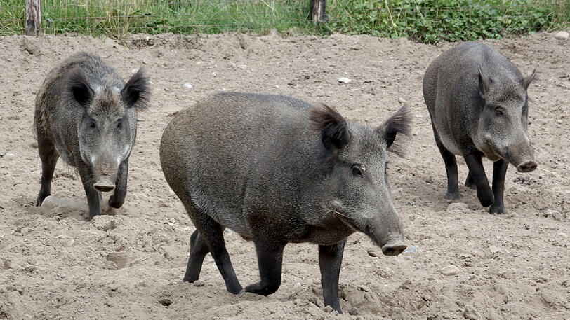 Wenn Wildschweine Müll durchwühlen, können sie sich mit dem Erreger der afrikanischen Schweinepest anstecken.