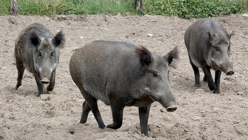 Wenn Wildschweine Müll durchwühlen, können sie sich mit dem Erreger der afrikanischen Schweinepest anstecken. Wenn Wildschweine Müll durchwühlen, können sie sich mit dem Erreger der afrikanischen Schweinepest anstecken.