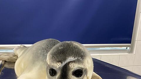 Seehündin Maca wurde auf Norderney gefunden.